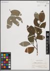Foto von Salix caprea L.